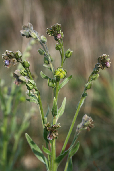 Cynoglossum clandestinum, Lingua di cane villosa, Lingua de cani