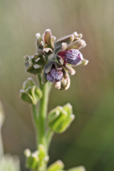 Cynoglossum clandestinum, Lingua di cane villosa, Lingua de cani