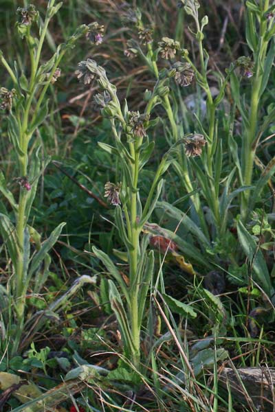 Cynoglossum clandestinum, Lingua di cane villosa, Lingua de cani