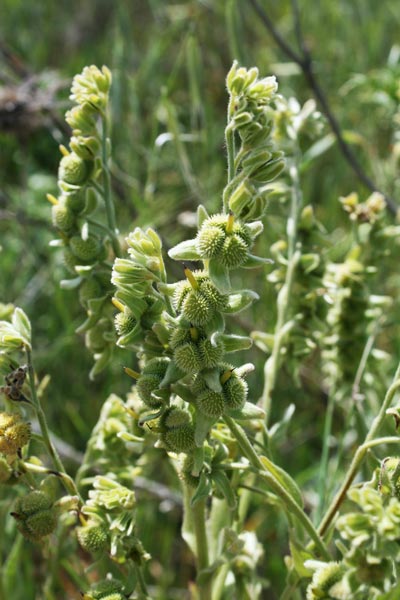 Cynoglossum creticum, Cinoglosso, Lingua di cane, Fundu rassu, Lingua de cani