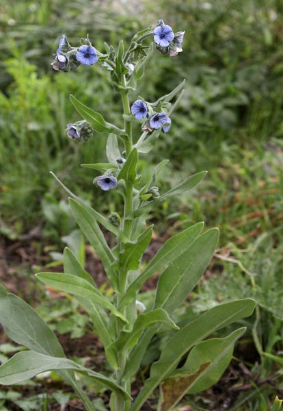 Cynoglossum creticum, Cinoglosso, Lingua di cane, Fundu rassu, Lingua de cani