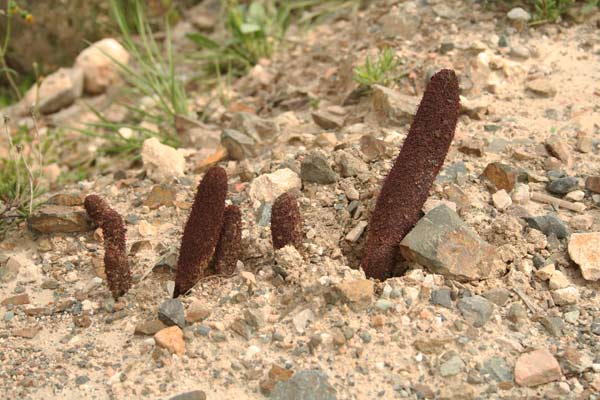 Cynomorium coccineum, Fungo di Malta, Cagalloni strantaxiu, Cardulinu de mari, Sedditzi