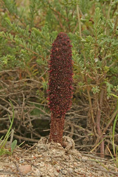 Cynomorium coccineum, Fungo di Malta, Cagalloni strantaxiu, Cardulinu de mari, Sedditzi