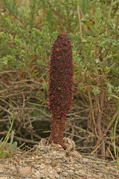 Cynomorium coccineum, Fungo di Malta, Cagalloni strantaxiu, Cardulinu de mari, Sedditzi