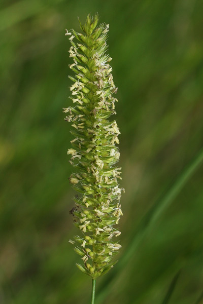 Cynosurus cristatus, Covetta dei prati, Coa de topi, Coetopi