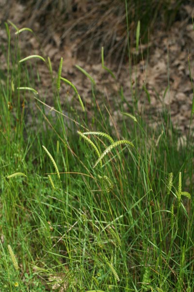 Cynosurus cristatus, Covetta dei prati, Coa de topi, Coetopi