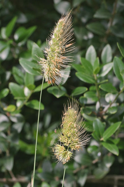 Cynosurus echinatus, Covetta comune, Coa de topi, Coetopi