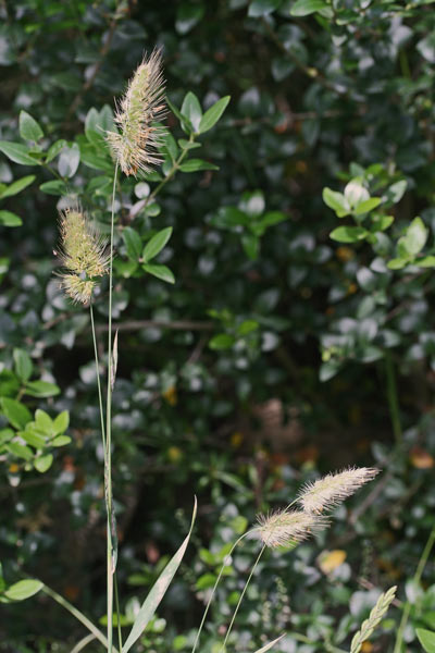 Cynosurus echinatus, Covetta comune, Coa de topi, Coetopi