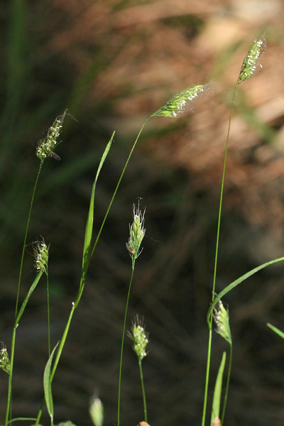 Cynosurus effusus, Covetta leggera, Coa de topi, Coetopi