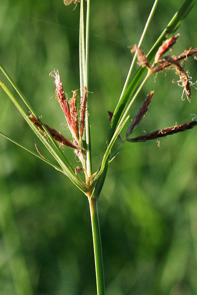 Cyperus badius, Zigolo rossastro, Giungu a tres atzas, Sessini, Sessene