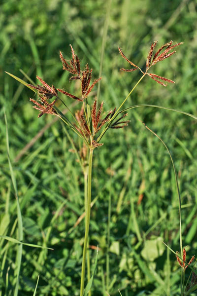 Cyperus badius, Zigolo rossastro, Giungu a tres atzas, Sessini, Sessene