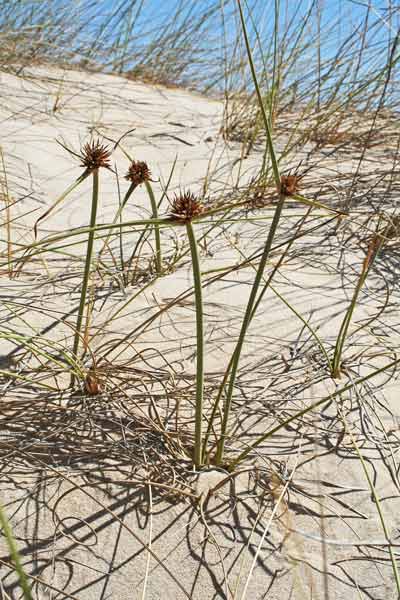 Cyperus capitatus, Zigolo delle spiagge, Giuncu femina