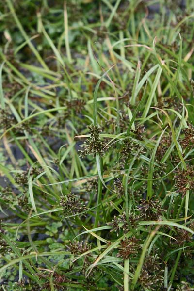 Cyperus fuscus, Zigolo nero, Giungu femina