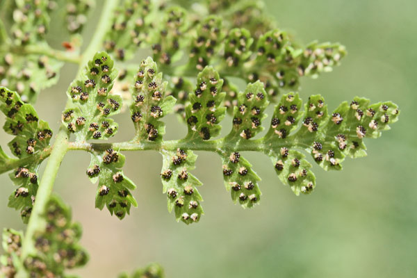 Cystopteris fragilis, Felcetta fragile