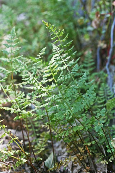 Cystopteris fragilis, Felcetta fragile