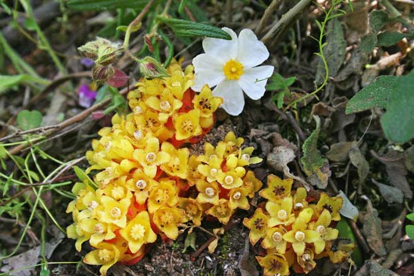 Cytinus hypocistis, Ipocisto giallo, Caboniscu de murdegu, Frori de murdegu, Titta de acca