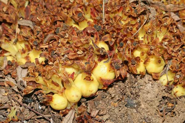 Cytinus hypocistis, Ipocisto giallo, Caboniscu de murdegu, Frori de murdegu, Titta de acca