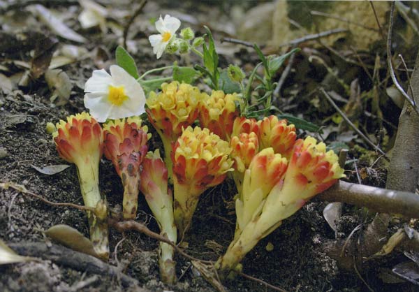 Cytinus hypocistis, Ipocisto giallo, Caboniscu de murdegu, Frori de murdegu, Titta de acca