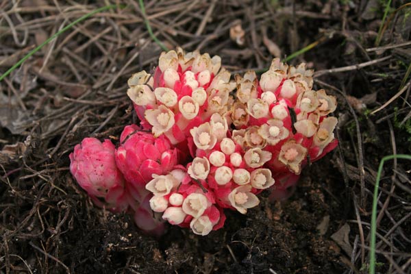 Cytinus ruber, Ipocisto rosso, Cabone de mudrecu, Caboniscu de murdegu