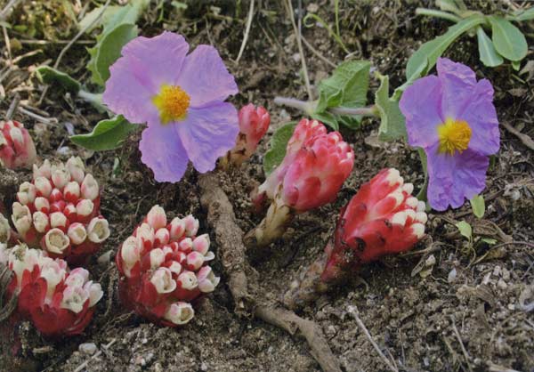 Cytinus ruber, Ipocisto rosso, Cabone de mudrecu, Caboniscu de murdegu