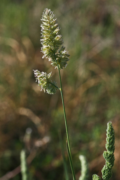 Dactylis glomerata, Erba mazzolina comune, Acucchixedda