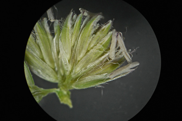 Dactylis glomerata, Erba mazzolina comune, Acucchixedda