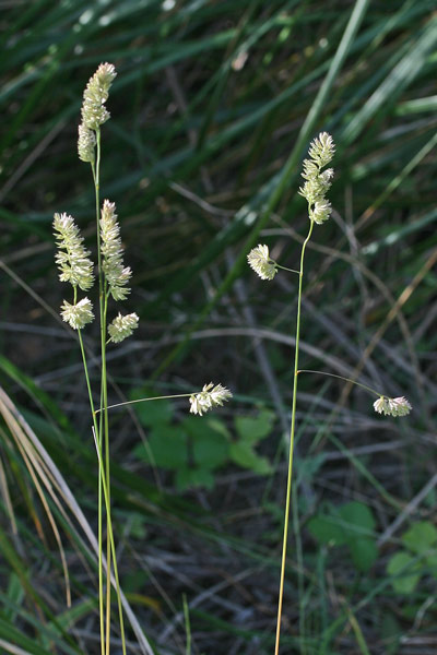 Dactylis glomerata, Erba mazzolina comune, Acucchixedda