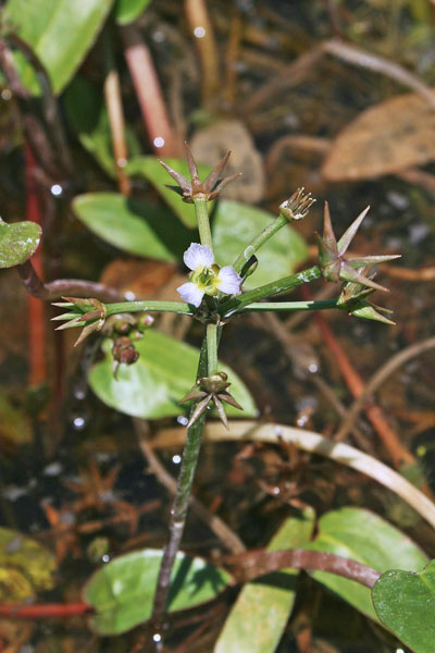 Damasonium bourgaei, Mestolaccia stellata, Nirviada de abba, Prantaxia de acqua