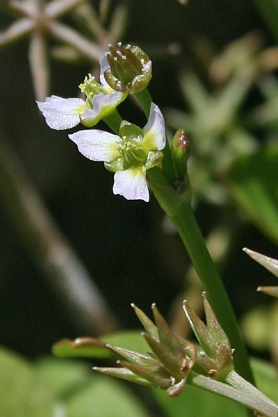 Damasonium bourgaei, Mestolaccia stellata, Nirviada de abba, Prantaxia de acqua