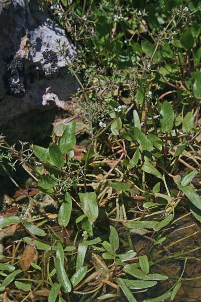 Damasonium bourgaei, Mestolaccia stellata, Nirviada de abba, Prantaxia de acqua