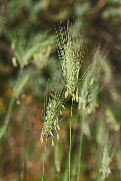 Dasypyrum villosum, Grano selvatico, Grano villoso, Spicalora, Erba cabidduda, Erba cabitzuda, Spiga murra, Spiga murina, Trigu burdu