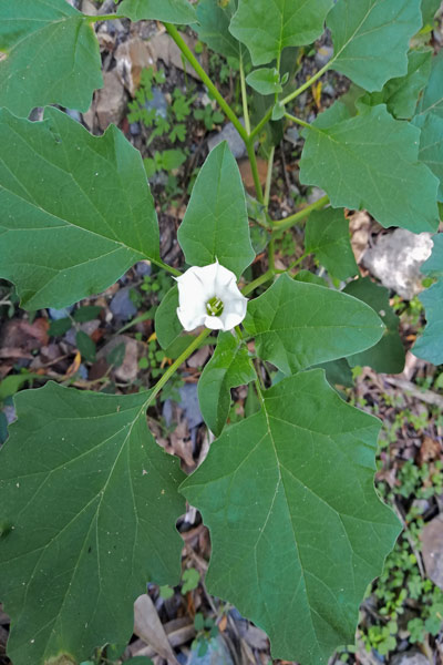 Datura ferox, Straminio spinosissimo, Sarmòniu