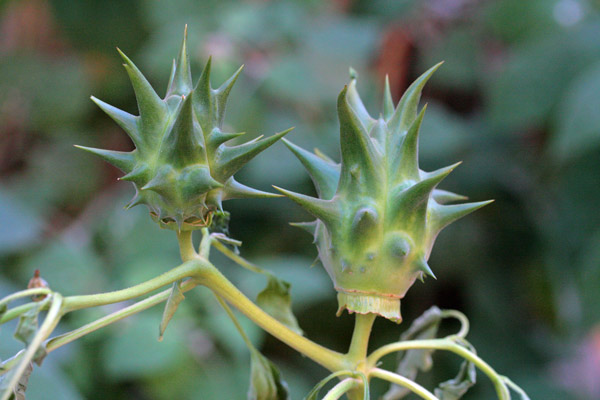 Datura ferox, Straminio spinosissimo, Sarmòniu