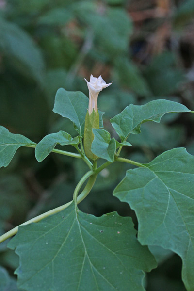 Datura ferox, Straminio spinosissimo, Sarmòniu