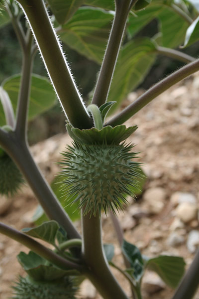 Datura inoxia, Noce metella, Stramonio metello, Stramoniu