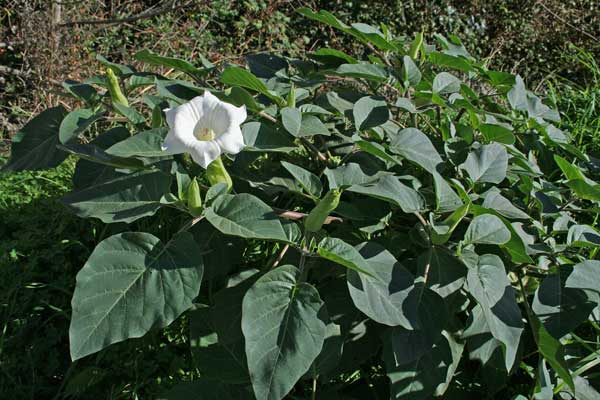 Datura inoxia, Noce metella, Stramonio metello, Stramoniu