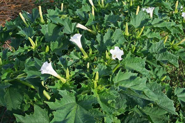 Datura stramonium, Erba del diavolo, Noce spinosa, Stramonio, Erba de dente, Ischizza-babbau, Stramoniu