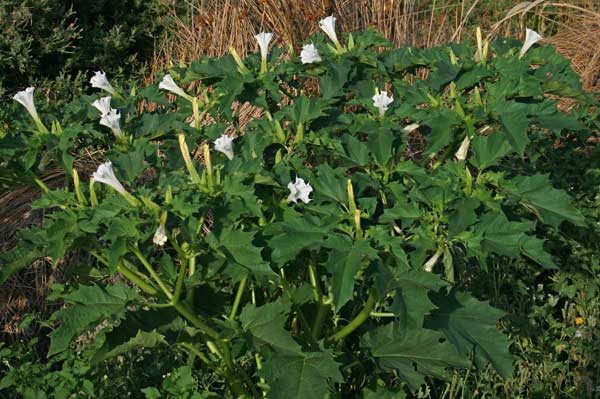 Datura stramonium, Erba del diavolo, Noce spinosa, Stramonio, Erba de dente, Ischizza-babbau, Stramoniu