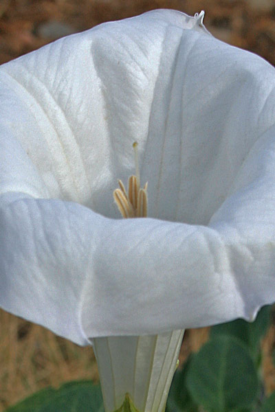 Datura wrightii, Stramonio di Wright, Stramoniu