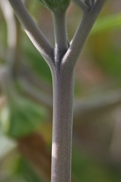 Datura wrightii, Stramonio di Wright, Stramoniu