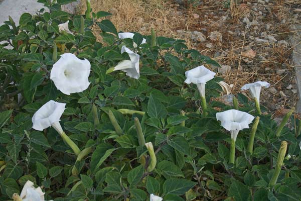 Datura wrightii, Stramonio di Wright, Stramoniu