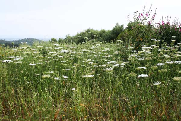 Daucus carota, Aligalza areste, Carota selvatica, Arrigaglia, Frustinaga