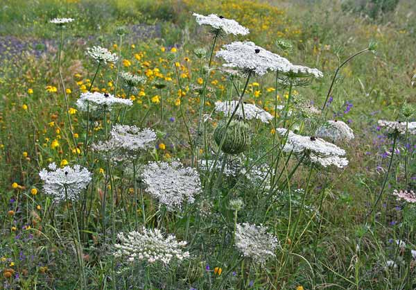 Daucus carota, Aligalza areste, Carota selvatica, Arrigaglia, Frustinaga