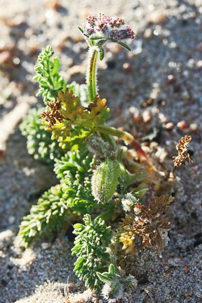 Daucus pumilus, Lappola delle spiagge