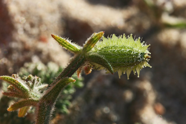 Daucus pumilus, Lappola delle spiagge