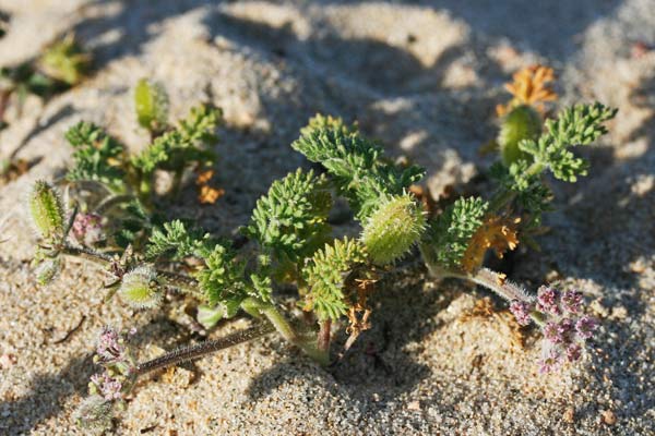 Daucus pumilus, Lappola delle spiagge