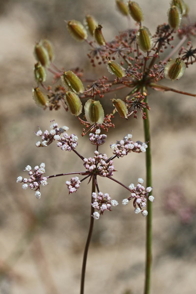 Daucus rouyi, Firrastrina bianca