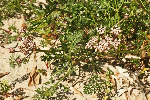 Daucus rouyi, Firrastrina bianca