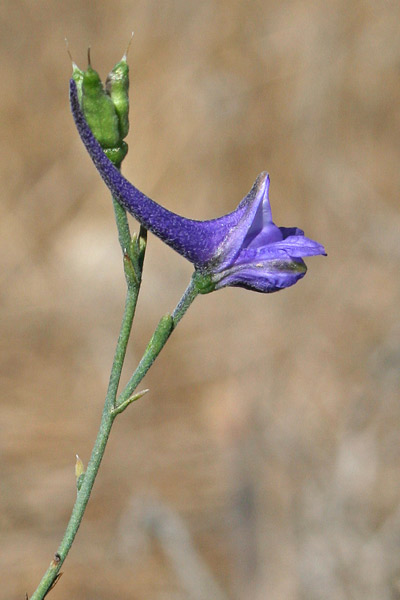 Delphinium gracile, Speronella gracile, Isprone de cavalleri, Sproni de cavaglieri