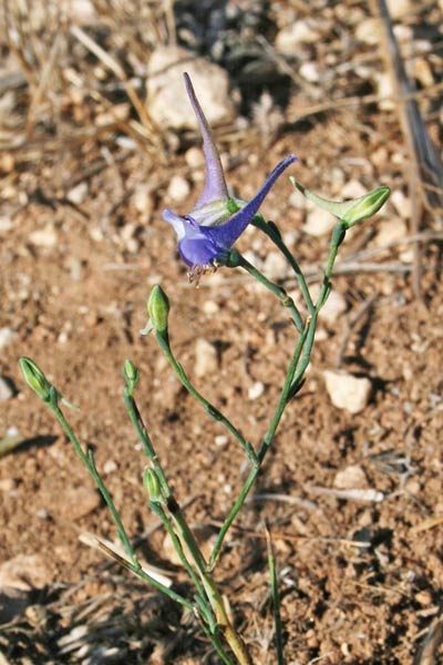 Delphinium gracile, Speronella gracile, Isprone de cavalleri, Sproni de cavaglieri